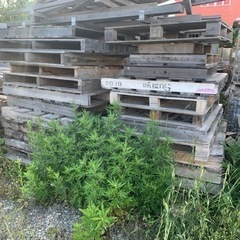 生活雑貨 家庭用品 ガーデニングの画像