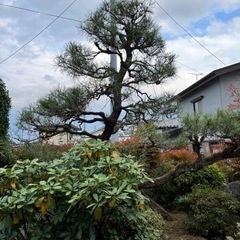 剪定、刈り込み、草刈り承ります！