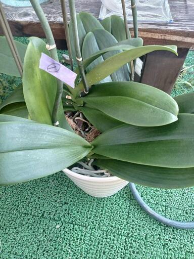 胡蝶蘭　大輪白　３本仕立て　花終わり①