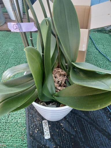 胡蝶蘭　白大輪　3本仕立て　花終わり鉢付き②