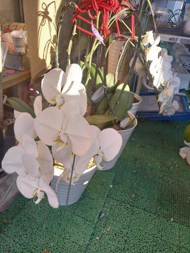 胡蝶蘭　白大輪3本仕立て　花終わり鉢付き⑥
