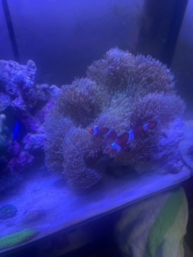 ハタゴイソギンチャク