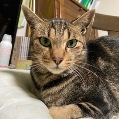 保護猫にゃんずです🐈