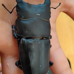 【幼虫】オオクワガタ 能勢K血統の画像