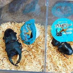 【幼虫】オオクワガタ 能勢K血統の画像