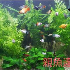 熱帯魚ミックスプラティ稚魚×10匹