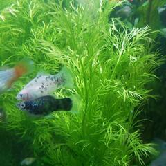 熱帯魚 ミックスバルーンモーリー成魚×5匹の画像