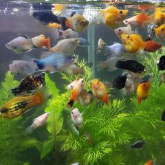 熱帯魚 ミックスバルーンモーリー成魚×5匹の画像