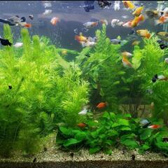 熱帯魚 ミックスプラティ成魚×5匹