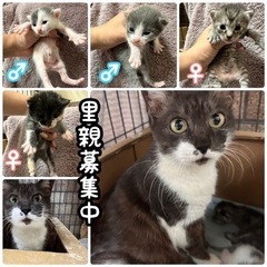 親➕子猫4匹