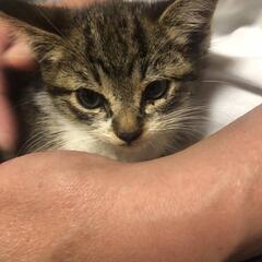 はぐれニャンコいちろうくんのファミリー募集（終生室内飼育条件、面...
