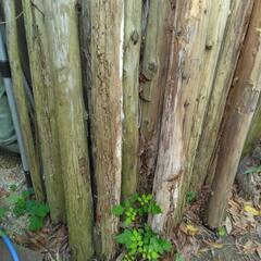 廃材（丸太）の画像