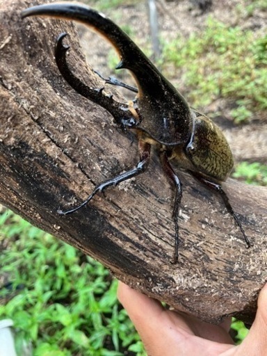 ヘラクレスオオカブトムシ　ペア