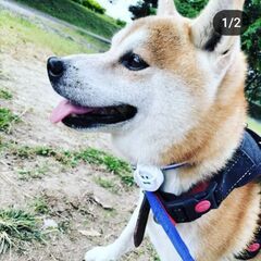犬猫が落ち着くマッサージのやり方 