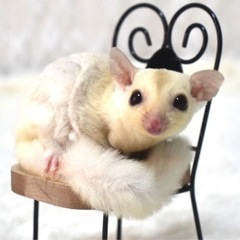 【ご家族様決まりました】フクロモモンガ(クリミノホワイトフェイス...