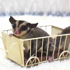 【ご家族様決まりました】フクロモモンガ(ノーマルhetプラチナo...