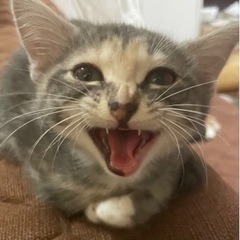 里親さん大募集！！ − 埼玉県