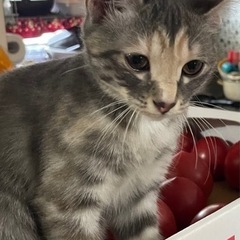 里親さん大募集！！ - 猫
