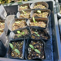 野菜の苗を買ってください。（1本30円）※ｷｭｳﾘ、ﾅｽ、ﾋﾟｰﾏﾝ、ししとうの画像