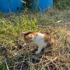 里親募集　2ヶ月半ミケ猫