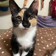 猫ちゃん大好きな里親さん募集してます
