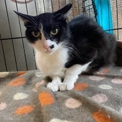 はるちゃん　子育てを頑張ったお母さん猫です - 熊本市