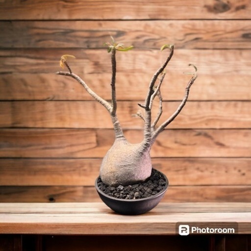 パキポディウムグラキリス