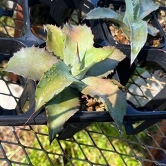 アガベ　オバティフォリアの画像