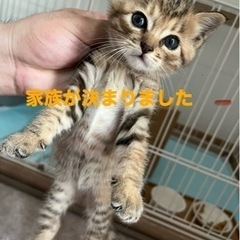 生後1ヶ月半仔猫ちゃん