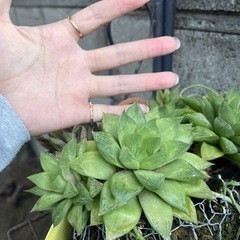 ハオルチア全部の写真確認お願いします