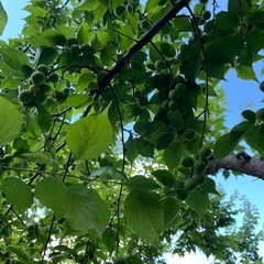 小梅