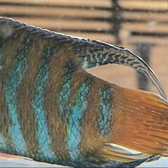 琉球闘魚 パラダイスフィッシュ