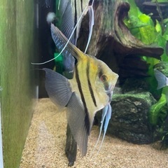 熱帯魚（シクリッド）　色々セール