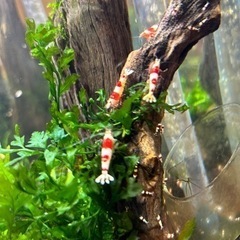 レッドビーシュリンプ10匹の画像