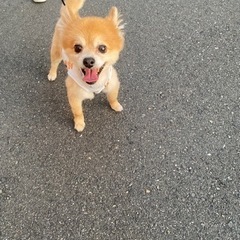 大至急 MIX犬 ポメラニアン チワワ