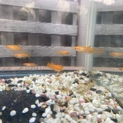 メダカの画像