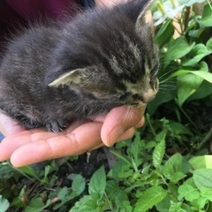 ［停止中］子猫　三匹　野良猫が空き家で産んでいる。