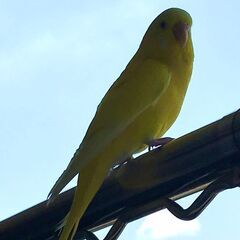 黄色いインコを見かけました
