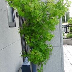 もみじ　紅葉