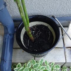 もみじ　紅葉の画像