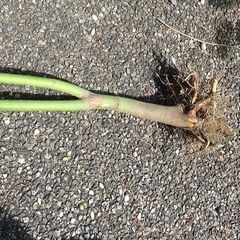 もみじ　紅葉の画像