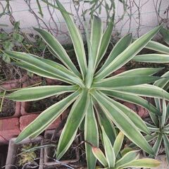 アガベベネズエラの画像