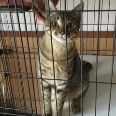 元気なキジ仔猫の里親さん募集！