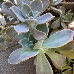 多肉植物の画像