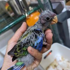 ナナクサインコ雛の画像