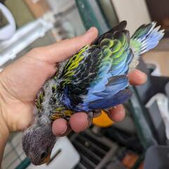 ナナクサインコ雛 - 直方市