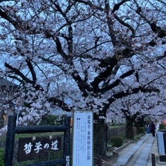 哲学の道が好きな方！