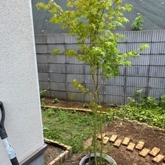 無料　もみじ　植木　2鉢セット　鉢付きの画像