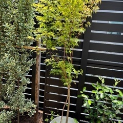 無料　もみじ　植木　2鉢セット　鉢付きの画像