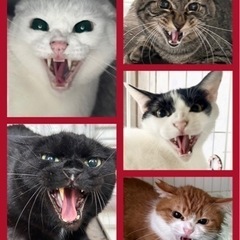 　『シャー‼︎猫』譲渡会のご案内 - 熊本市